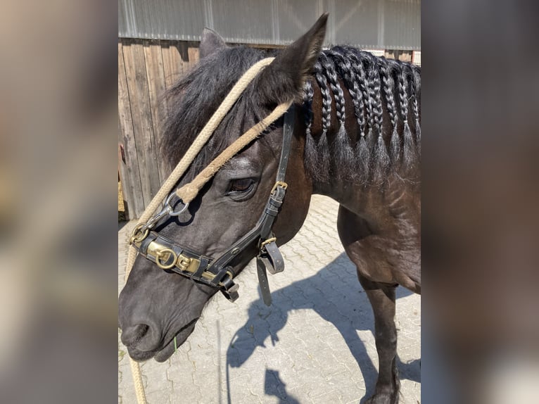 Fries paard Mix Ruin 19 Jaar 154 cm Zwart in Grabenstetten