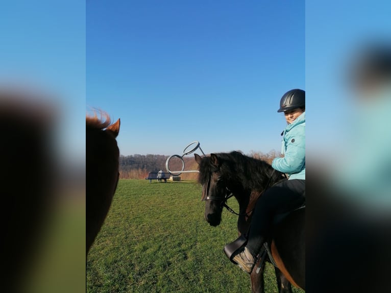 Fries paard Mix Ruin 19 Jaar 154 cm Zwart in Grabenstetten