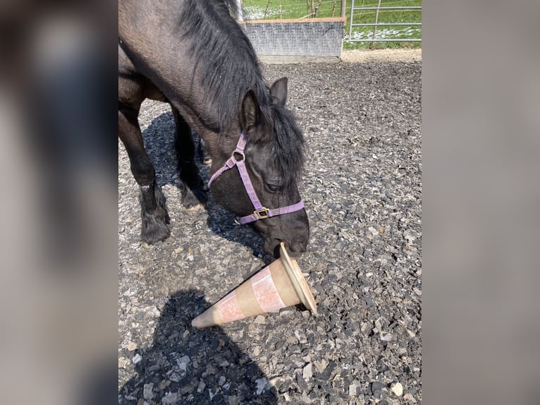 Fries paard Mix Ruin 19 Jaar 154 cm Zwart in Grabenstetten