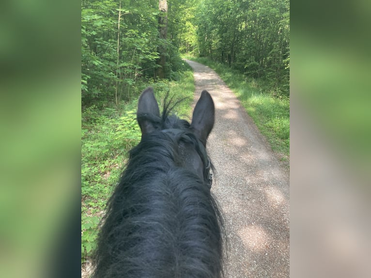 Fries paard Mix Ruin 19 Jaar 154 cm Zwart in Grabenstetten