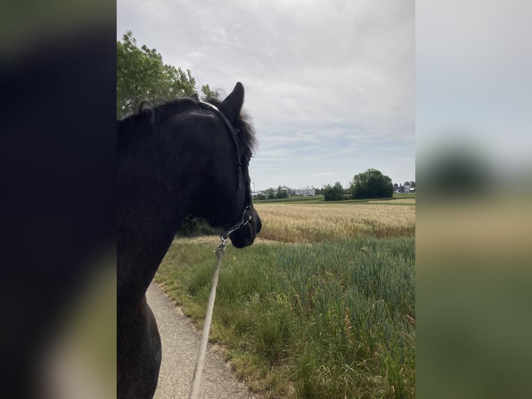 Fries paard Mix Ruin 19 Jaar 154 cm Zwart in Hülben