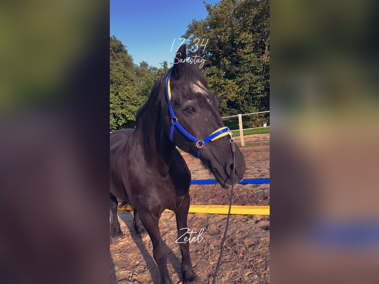 Fries paard Ruin 19 Jaar 158 cm in Zetel