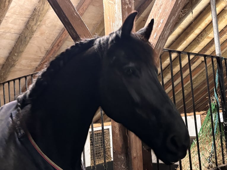 Fries paard Ruin 19 Jaar 168 cm Zwart in Loenen aan de Vecht