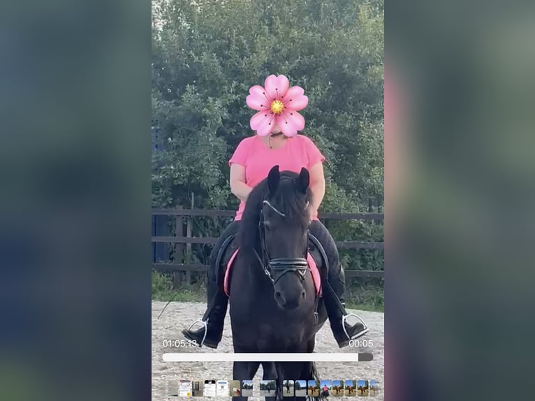 Fries paard Ruin 19 Jaar 168 cm Zwart in Loenen aan de Vecht