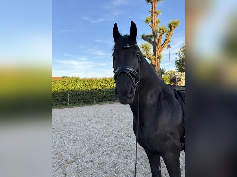 Fries paard Ruin 19 Jaar 168 cm Zwart in Loenen aan de Vecht