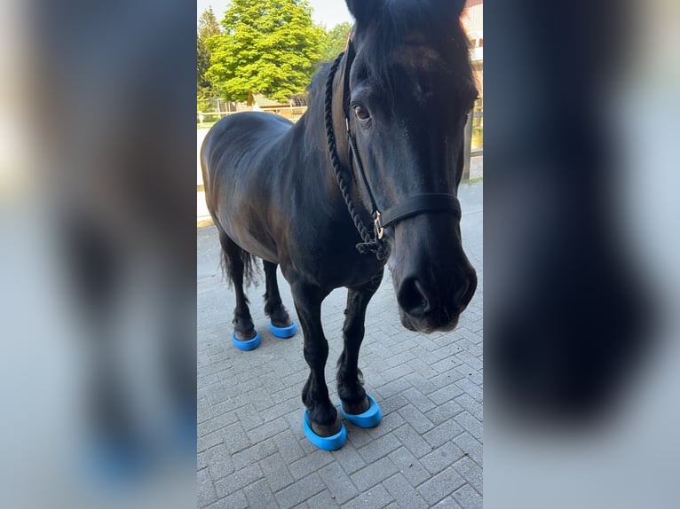 Fries paard Ruin 20 Jaar 158 cm in Zetel