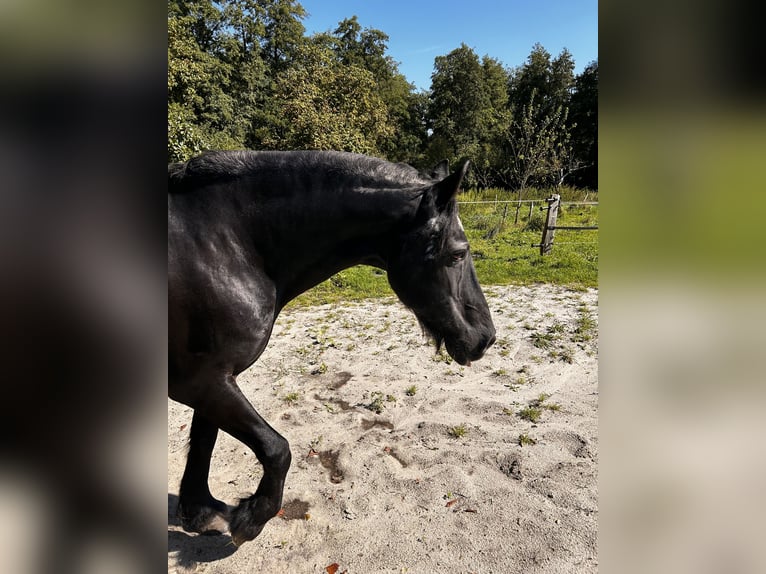 Fries paard Ruin 20 Jaar 158 cm in Zetel