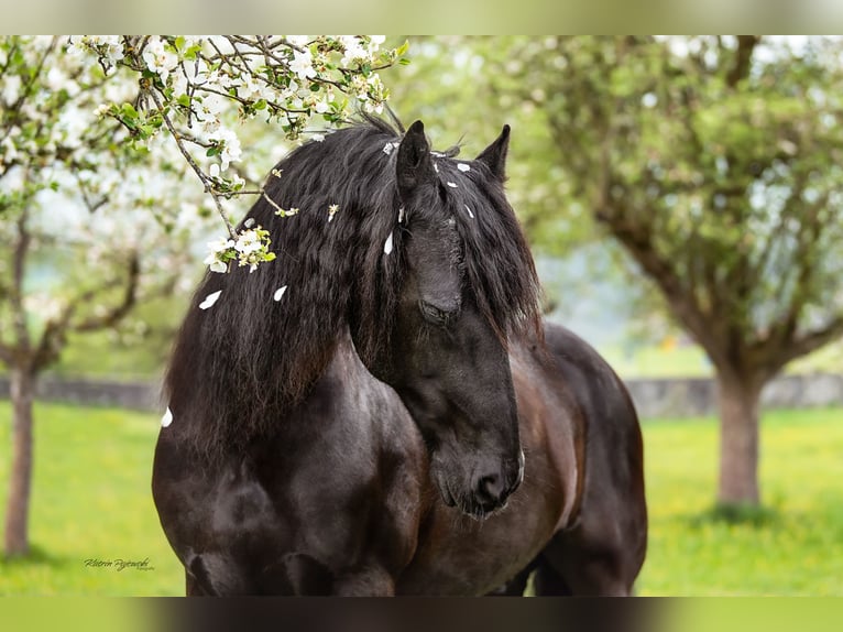 Fries paard Ruin 20 Jaar 162 cm Zwart in Chur