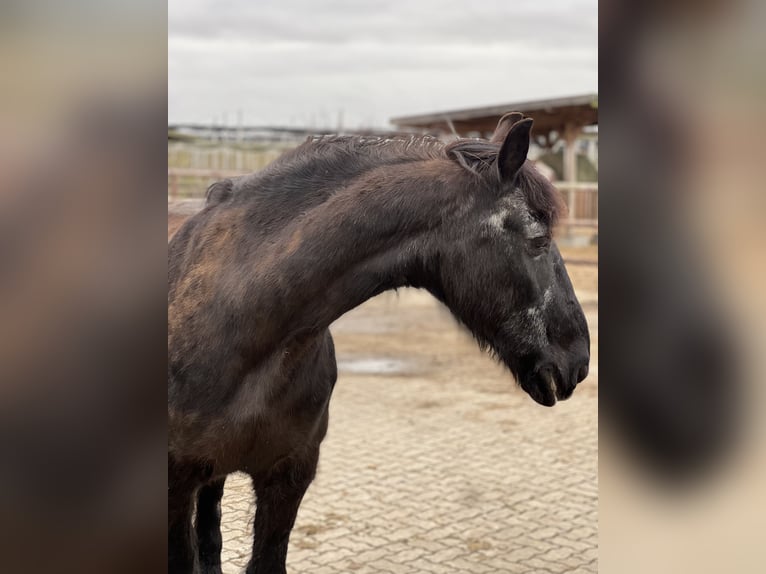 Fries paard Ruin 25 Jaar 160 cm Zwart in Hamburg Heimfeld