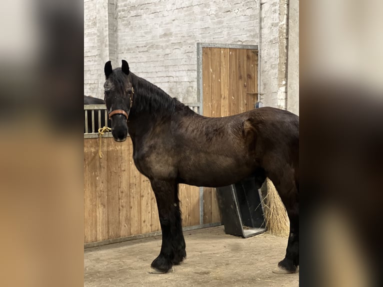 Fries paard Ruin 25 Jaar 160 cm Zwart in Hamburg Heimfeld