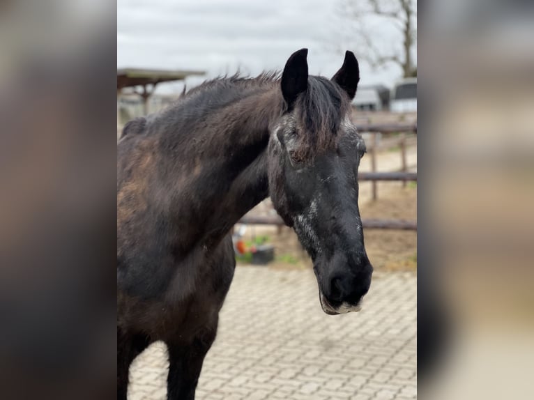 Fries paard Ruin 25 Jaar 160 cm Zwart in Hamburg Heimfeld