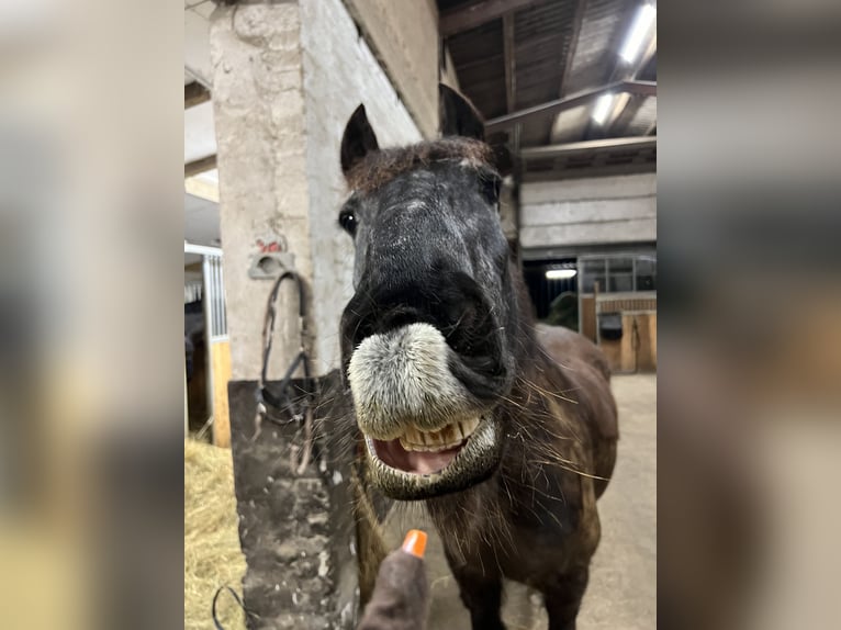 Fries paard Ruin 25 Jaar 160 cm Zwart in Hamburg Heimfeld