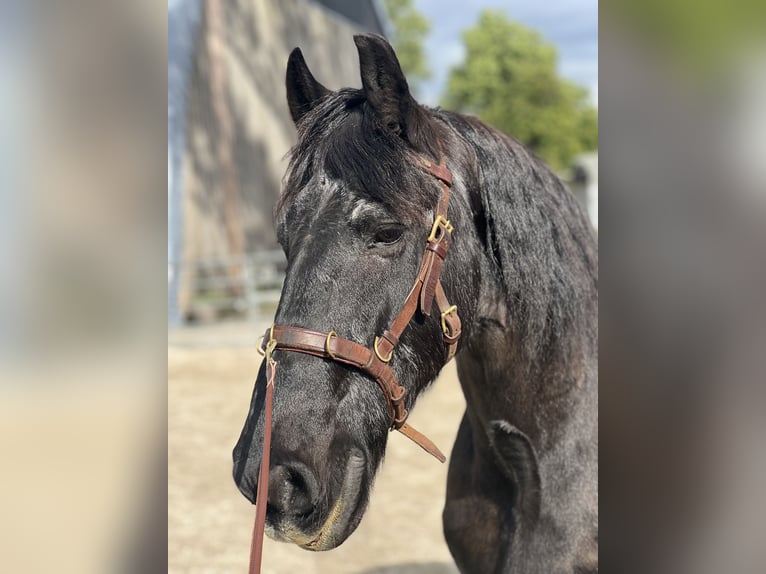 Fries paard Ruin 25 Jaar 160 cm Zwart in Hamburg Heimfeld