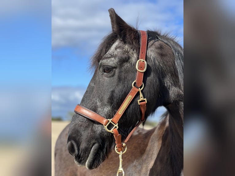 Fries paard Ruin 25 Jaar 160 cm Zwart in Hamburg Heimfeld