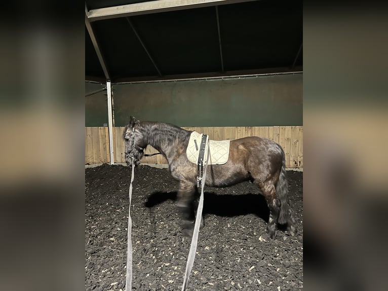 Fries paard Ruin 25 Jaar 160 cm Zwart in Hamburg Heimfeld