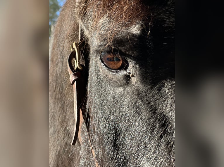 Fries paard Ruin 25 Jaar 160 cm Zwart in Hamburg Heimfeld