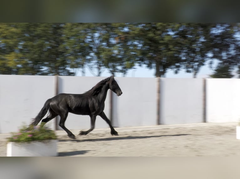 Fries paard Ruin 2 Jaar 155 cm Zwart in Waddinxveen