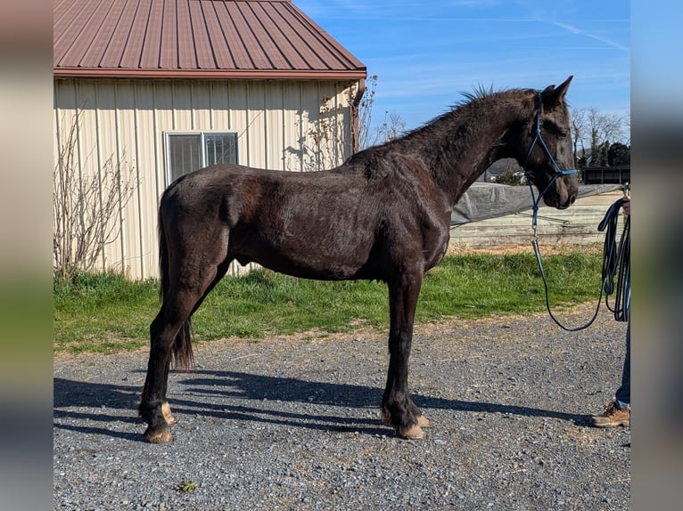 Fries paard Mix Ruin 2 Jaar 163 cm Zwart in Bridgewater