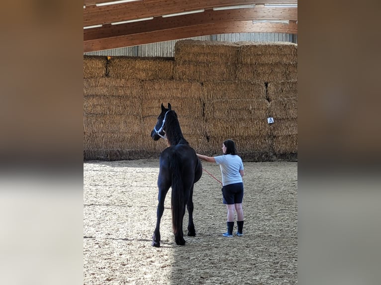 Fries paard Ruin 2 Jaar 165 cm Zwart in Unkel