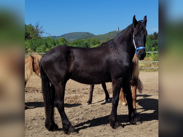 Fries paard Ruin 2 Jaar 165 cm Zwart in Unkel