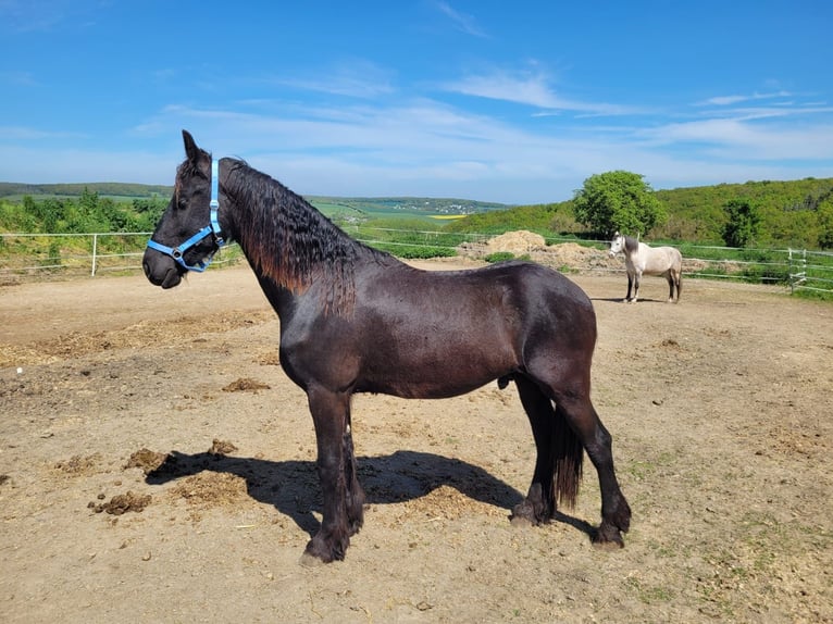 Fries paard Ruin 2 Jaar 165 cm Zwart in Unkel