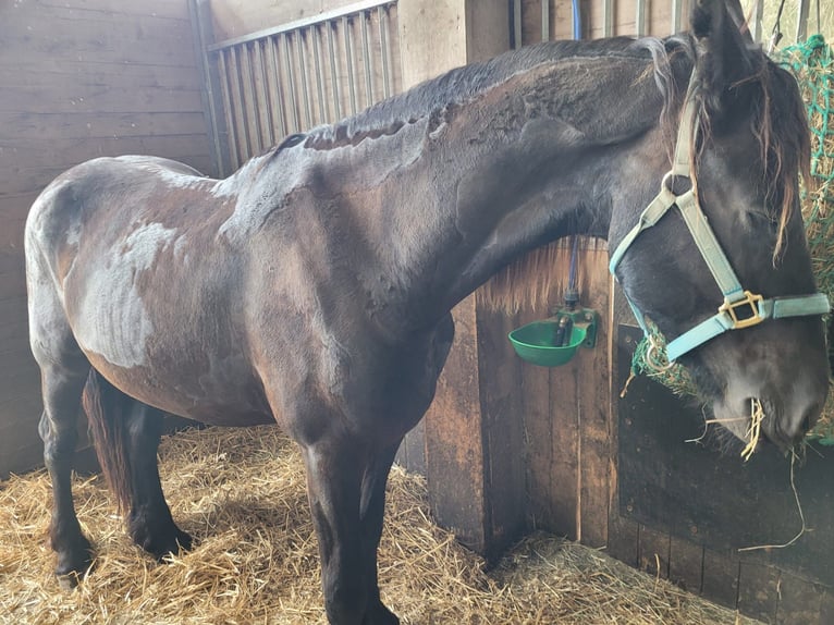Fries paard Ruin 2 Jaar 168 cm Zwart in Unkel