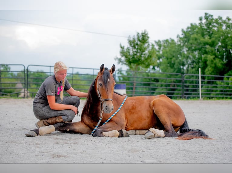 Fries paard Ruin 3 Jaar 147 cm Roodbruin in Narvon, PA