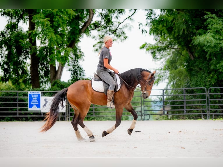 Fries paard Ruin 3 Jaar 147 cm Roodbruin in Narvon, PA