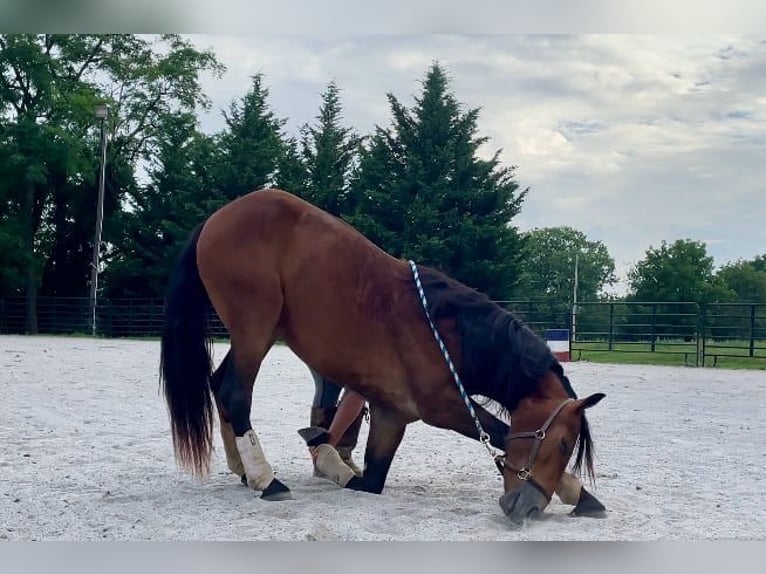 Fries paard Ruin 3 Jaar 147 cm Roodbruin in Narvon, PA