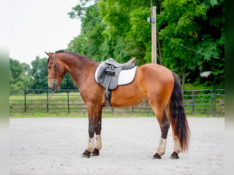 Fries paard Ruin 3 Jaar 147 cm Roodbruin in Narvon, PA