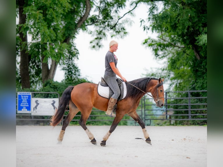 Fries paard Ruin 3 Jaar 147 cm Roodbruin in Narvon, PA