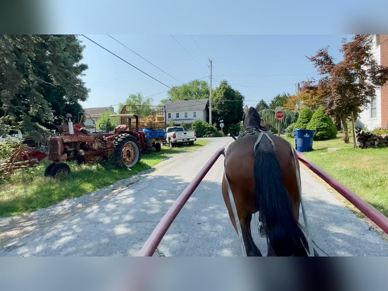 Fries paard Ruin 3 Jaar 147 cm Roodbruin in Narvon, PA