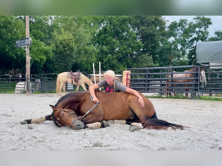 Fries paard Ruin 3 Jaar 147 cm Roodbruin in Narvon, PA