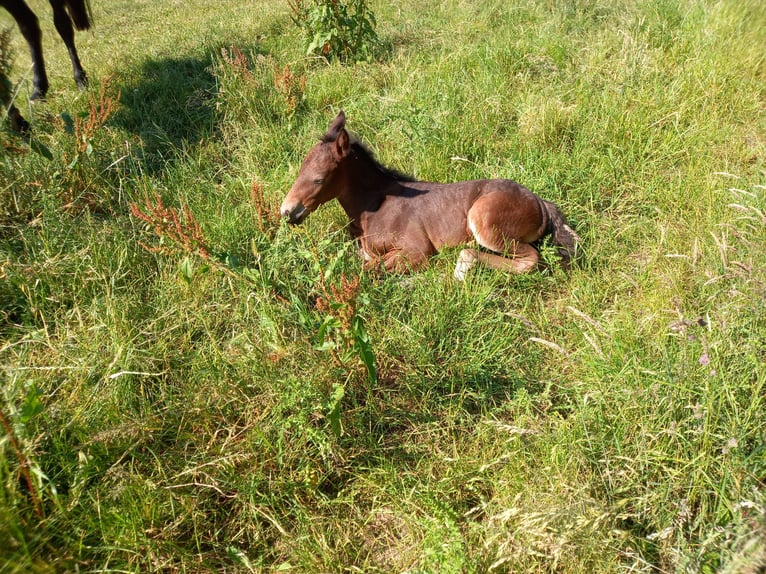 Fries paard Mix Ruin 3 Jaar 150 cm Donkerbruin in Niederzier