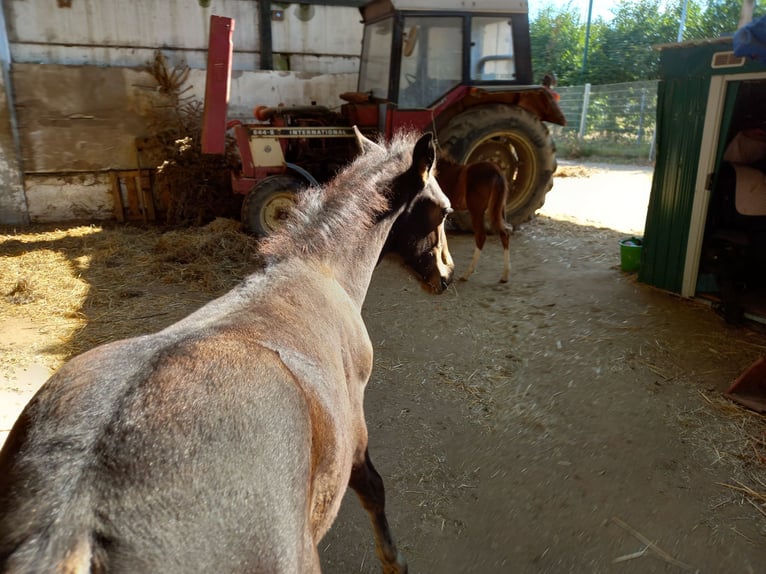 Fries paard Mix Ruin 3 Jaar 150 cm Donkerbruin in Niederzier