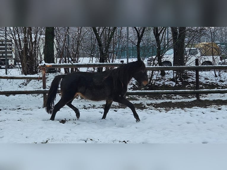 Fries paard Mix Ruin 3 Jaar 150 cm Donkerbruin in Niederzier