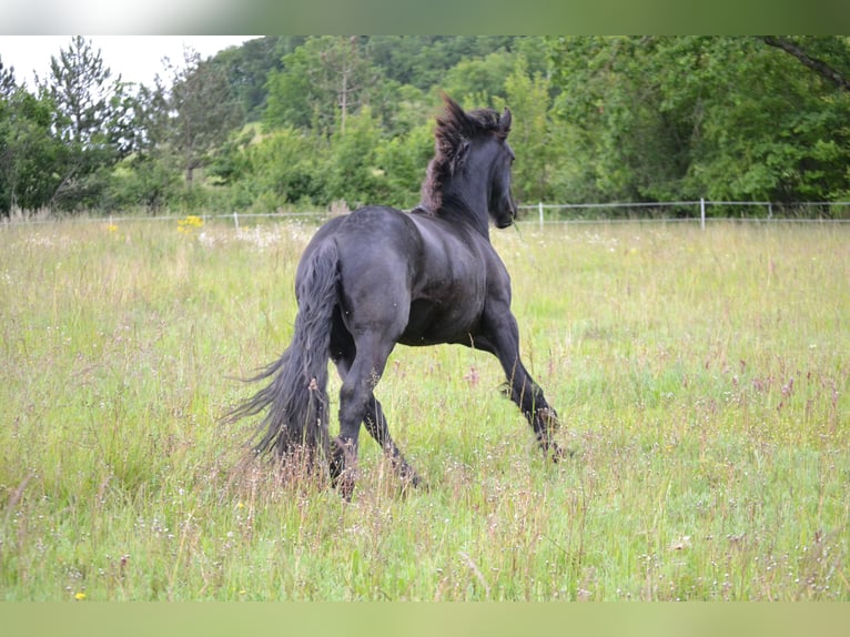 Fries paard Ruin 3 Jaar 152 cm Zwart in Goudourville