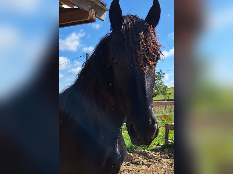 Fries paard Ruin 3 Jaar 152 cm Zwart in Goudourville