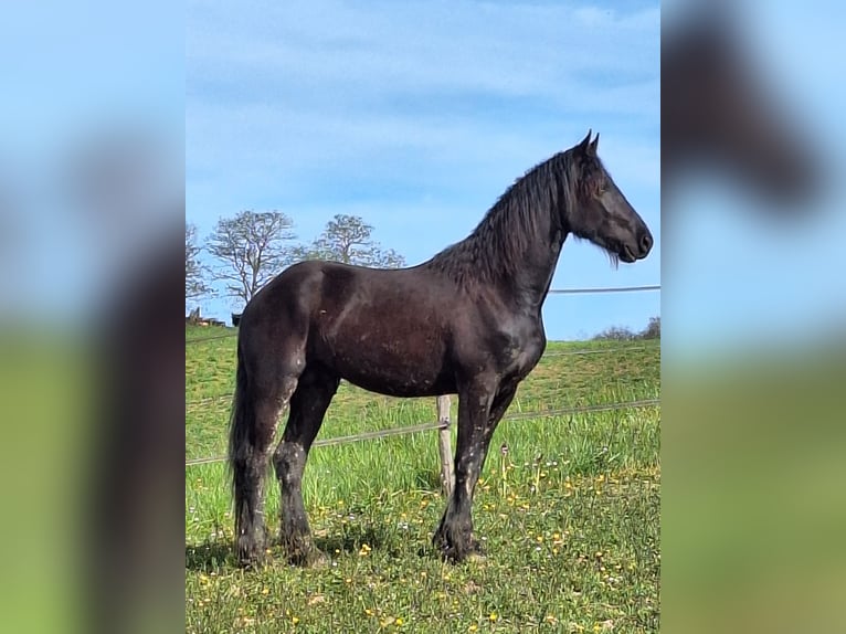 Fries paard Ruin 3 Jaar 152 cm Zwart in Goudourville