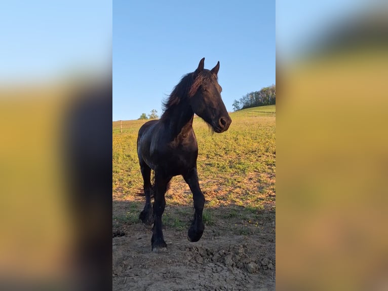 Fries paard Ruin 3 Jaar 152 cm Zwart in Goudourville