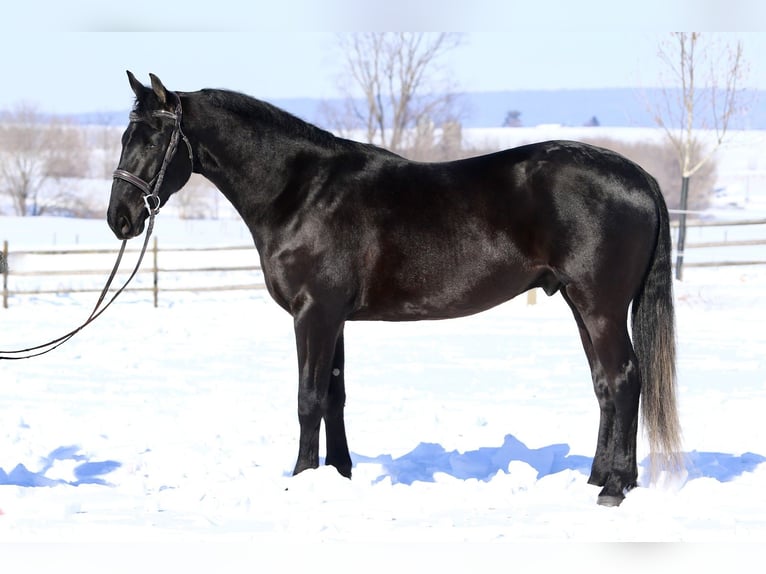 Fries paard Mix Ruin 3 Jaar 155 cm Zwart in Gap