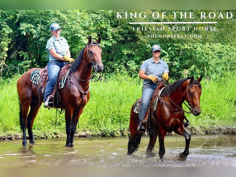 Fries paard Ruin 3 Jaar 157 cm Roodbruin in Hesperia, MI