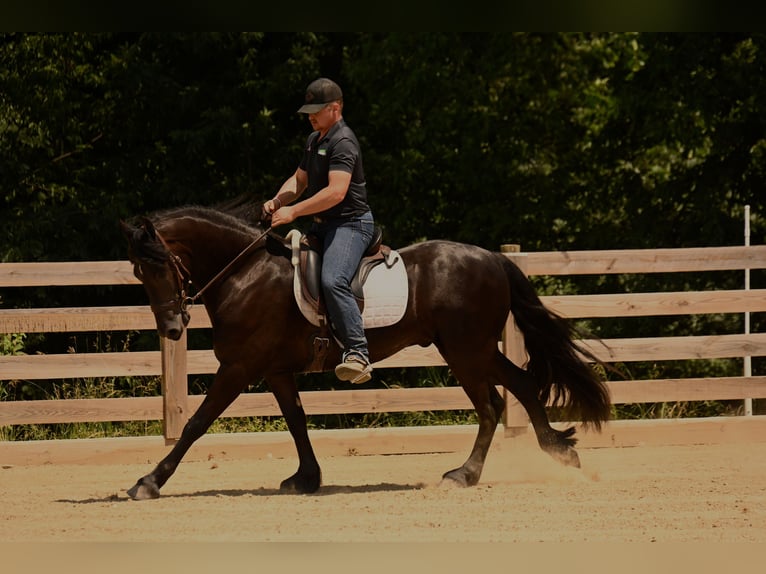 Fries paard Ruin 3 Jaar 157 cm Zwart in Wooster