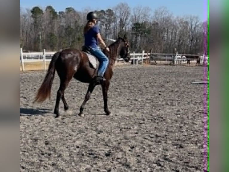 Fries paard Ruin 3 Jaar 157 cm Zwart in Conway
