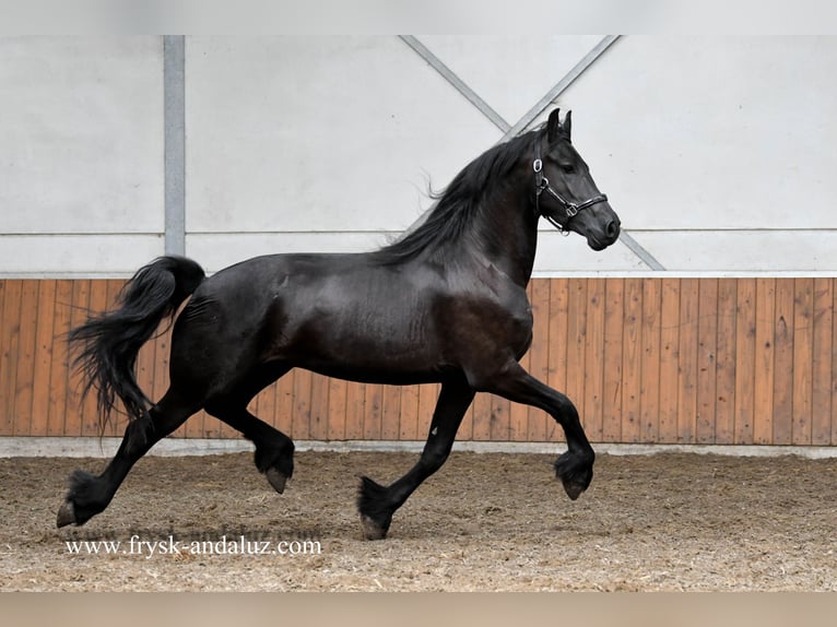 Fries paard Ruin 3 Jaar 162 cm Zwart in Mijnsheerenland