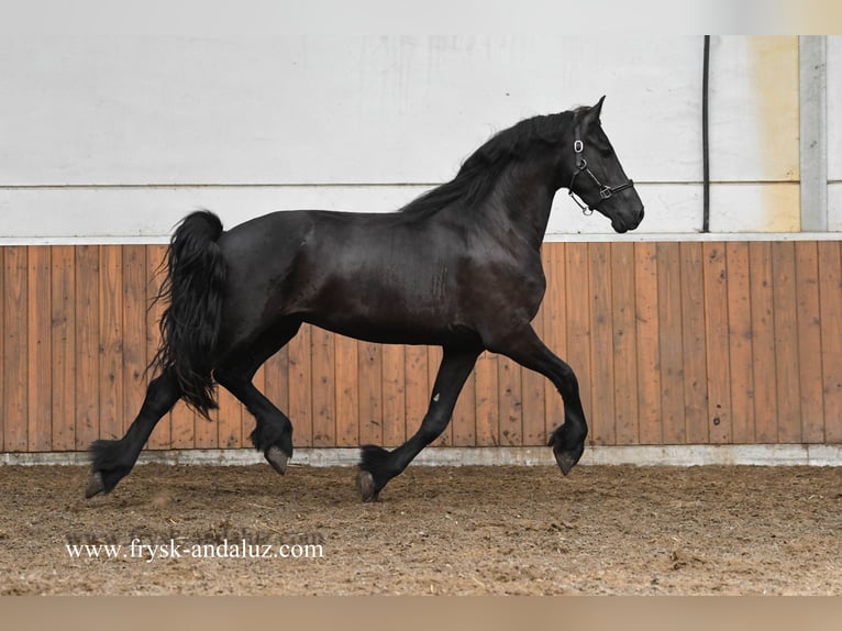 Fries paard Ruin 3 Jaar 162 cm Zwart in Mijnsheerenland