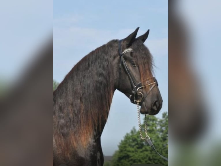 Fries paard Ruin 3 Jaar 163 cm Zwart in Bad Kleinkirchheim