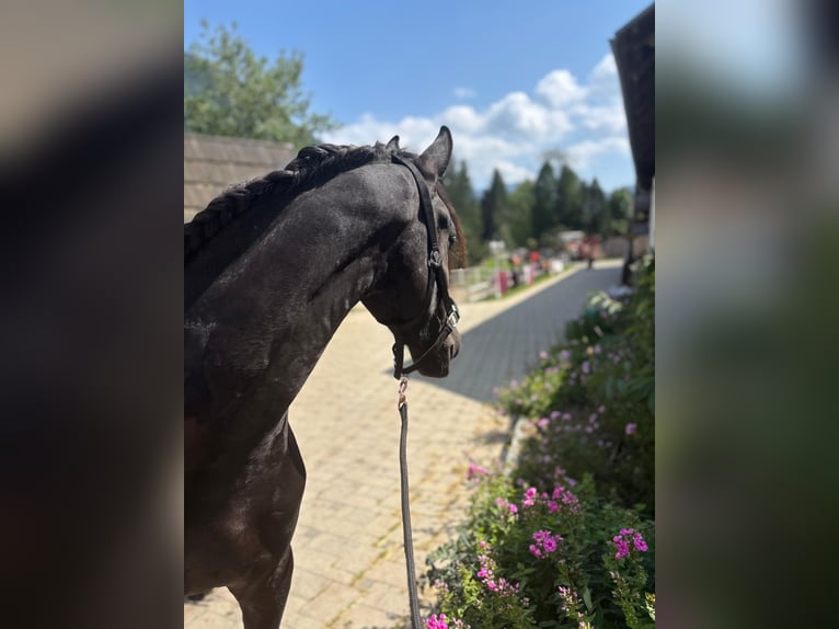 Fries paard Ruin 3 Jaar 163 cm Zwart in Bad Kleinkirchheim