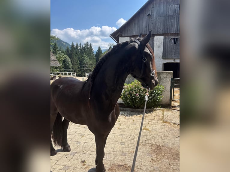 Fries paard Ruin 3 Jaar 163 cm Zwart in Bad Kleinkirchheim