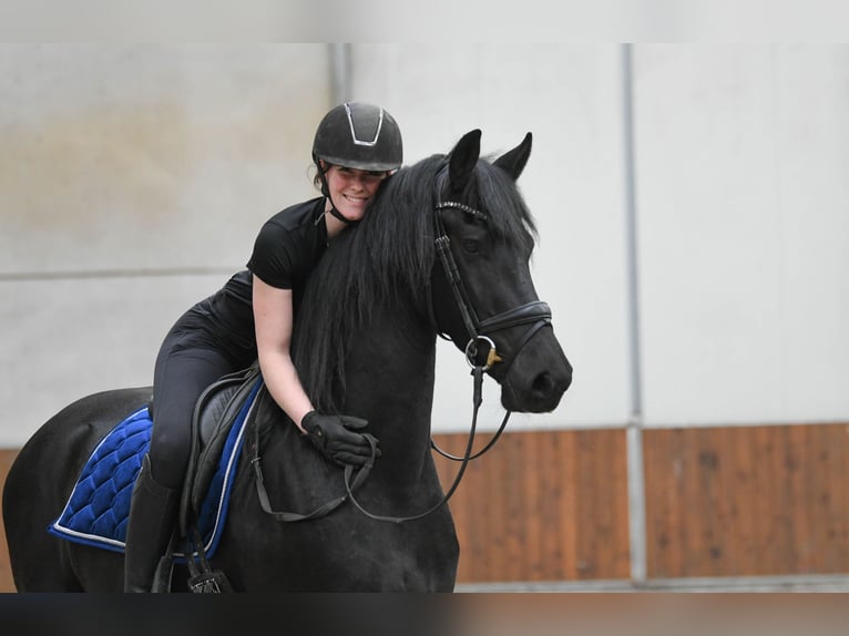 Fries paard Ruin 3 Jaar 164 cm  in Mijnsheerenland